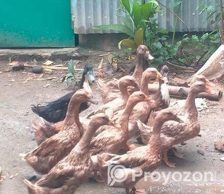 দেশী হাঁস