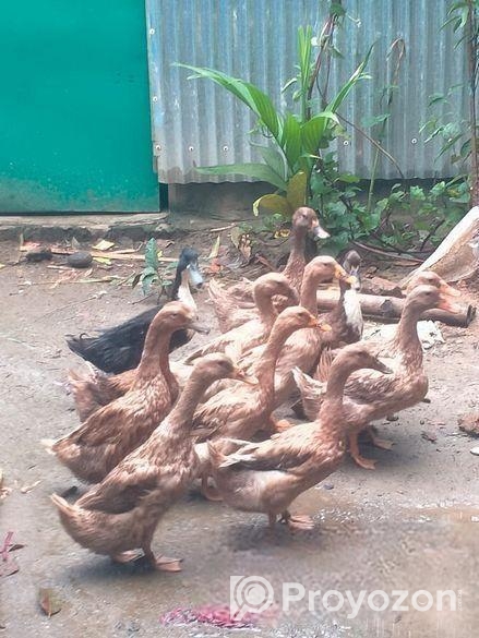 দেশী হাঁস