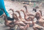 দেশী হাঁস