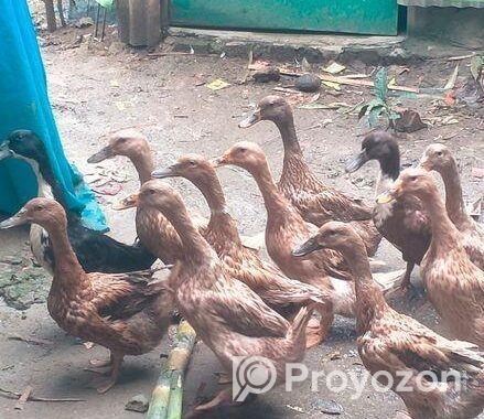 দেশী হাঁস