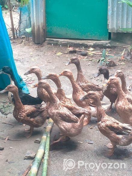 দেশী হাঁস