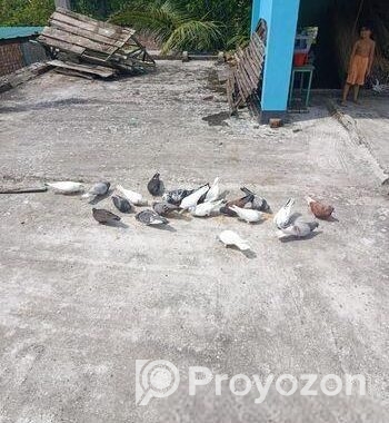দেশি ও গিরিবাজ কবুতর