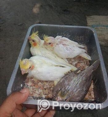ককাটেল পাখির বাচ্চা