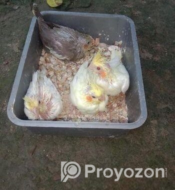 ককাটেল পাখির বাচ্চা