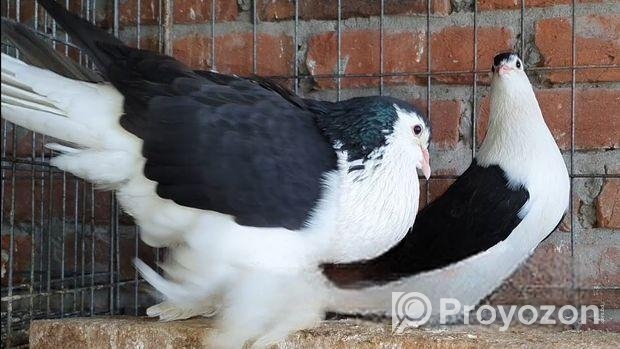 ১ জোড়া সিরাজি কবুতর বিক্রি করা হবে।