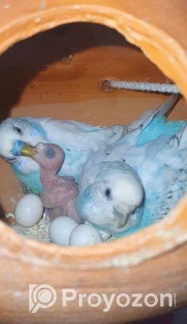 বাজিগর পাখি ৫ জোরা রানিং ডিমের বিক্রি করা হবে।