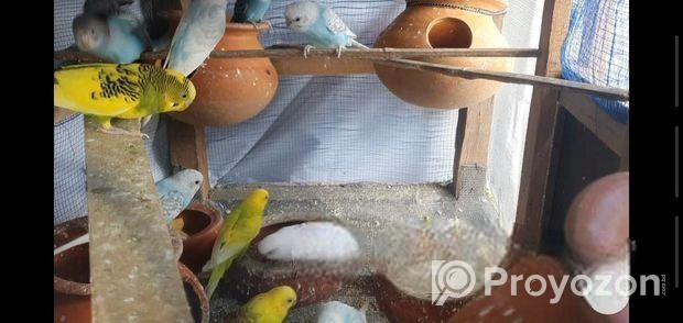 বাজিগর পাখি ৫ জোরা রানিং ডিমের বিক্রি করা হবে।