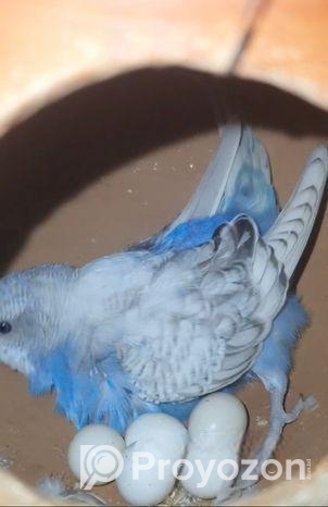 বাজিগর পাখি ৫ জোরা রানিং ডিমের বিক্রি করা হবে।