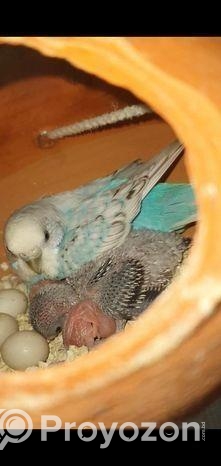 বাজিগর পাখি ৫ জোরা রানিং ডিমের বিক্রি করা হবে।