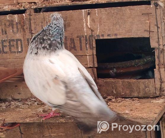 গলা কসা কবুতর