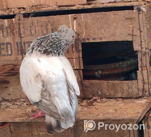 গলা কসা কবুতর