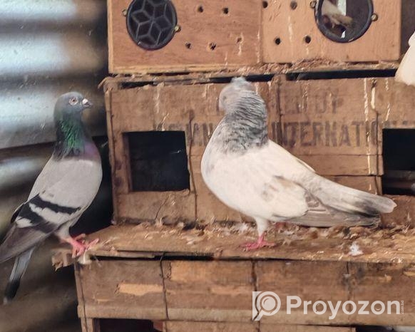 গলা কসা কবুতর