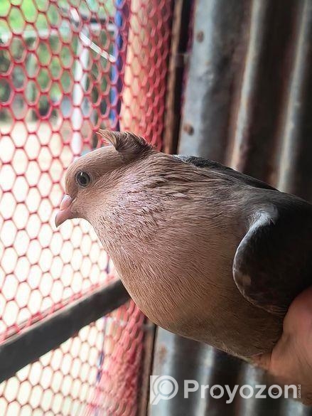 শোয়া চন্দন নিউ এডাল্ট