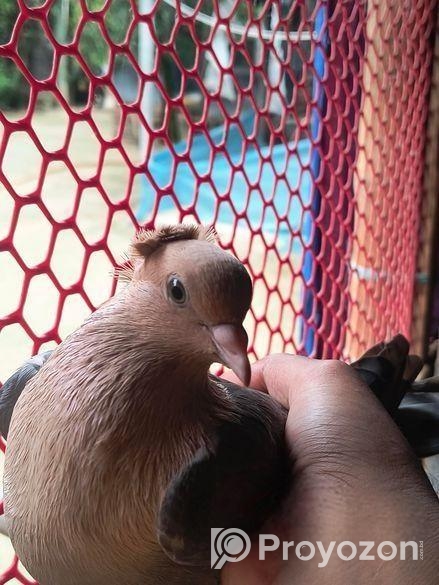 শোয়া চন্দন নিউ এডাল্ট