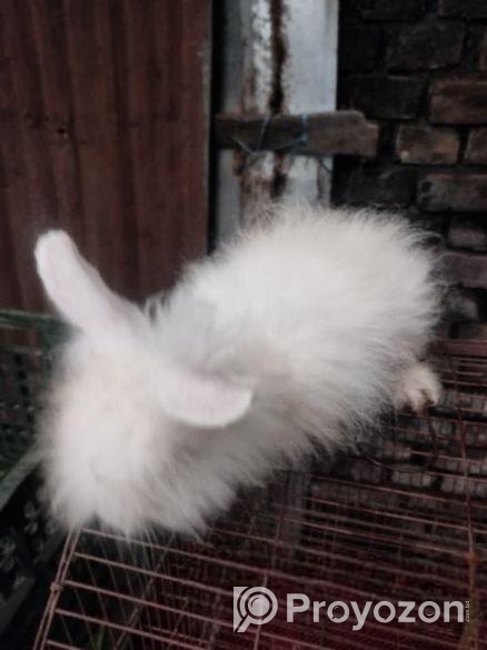 ২ পিস এংগোরা খরগোশ