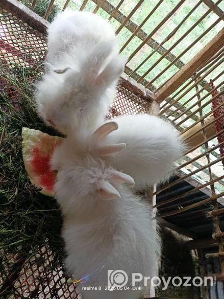 ২ পিস এংগোরা খরগোশ