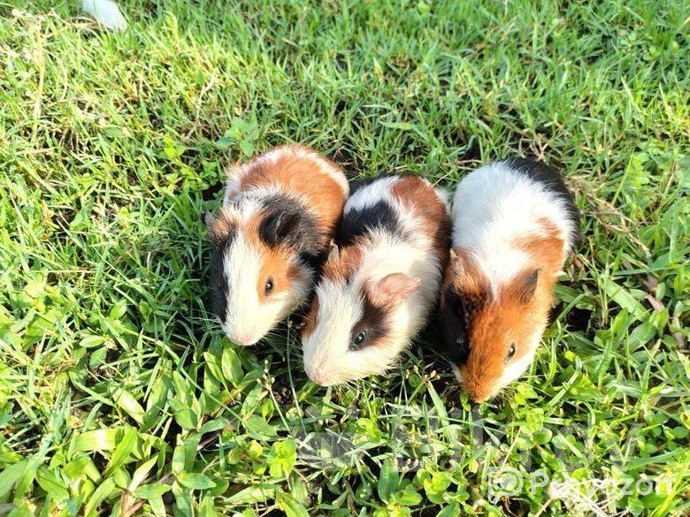 ৩ তিনটা গিনিপিগ/ বিলাতি ইঁদুর