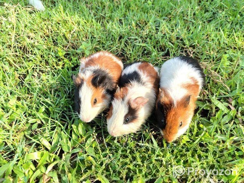 ৩ তিনটা গিনিপিগ/ বিলাতি ইঁদুর