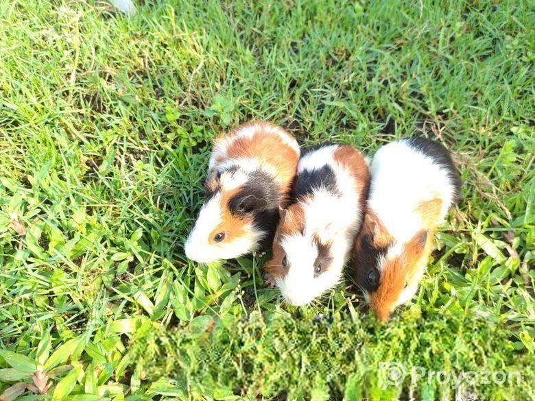 ৩ তিনটা গিনিপিগ/ বিলাতি ইঁদুর