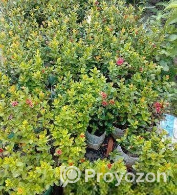 Indoor Plant