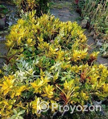Indoor Plant
