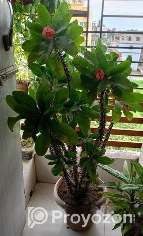 প্রায় ৯ বছর এর আকর্ষণীয় কাটার মুকুট ও ক্যাকটাস গাছ