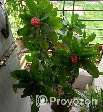 প্রায় ৯ বছর এর আকর্ষণীয় কাটার মুকুট ও ক্যাকটাস গাছ