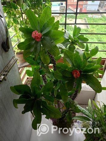 প্রায় ৯ বছর এর আকর্ষণীয় কাটার মুকুট ও ক্যাকটাস গাছ