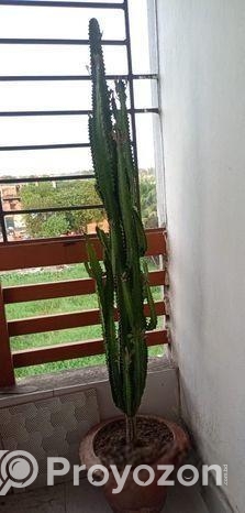 প্রায় ৯ বছর এর আকর্ষণীয় কাটার মুকুট ও ক্যাকটাস গাছ