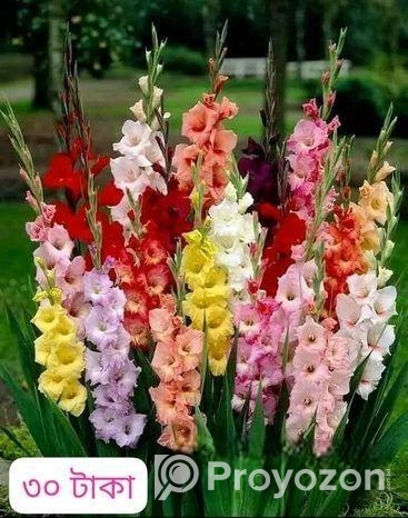 দেশী- বিদেশী কাঠ, বিভিন্ন জাতের ফুল চারা
