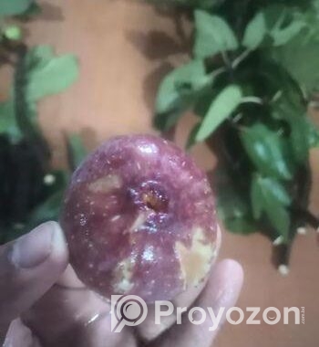 ত্বিন ফল গাছের কাটিং