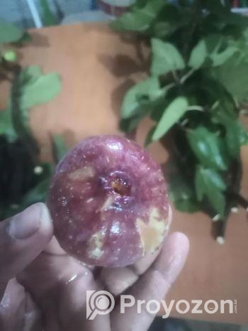 ত্বিন ফল গাছের কাটিং