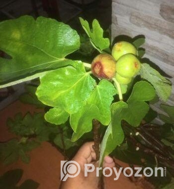 ত্বিন ফল গাছের কাটিং