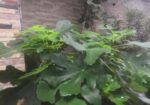 ত্বিন ফল গাছের কাটিং