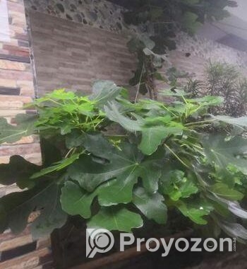 ত্বিন ফল গাছের কাটিং