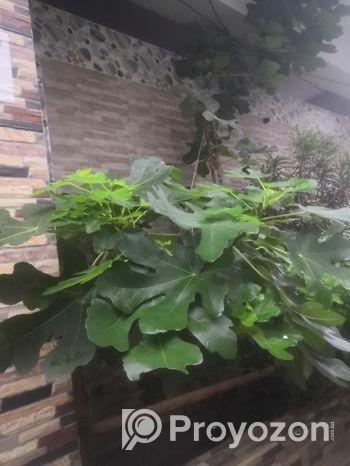 ত্বিন ফল গাছের কাটিং