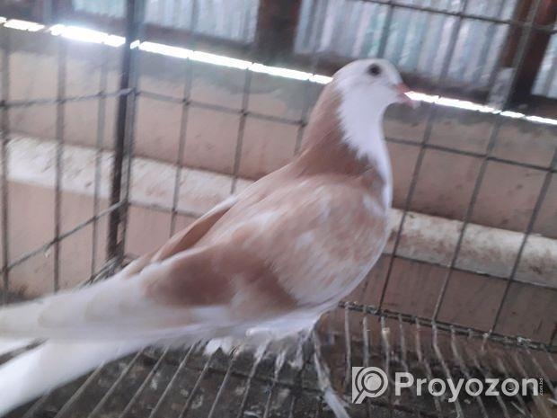 সিরাজি বেবি ১ পিচ