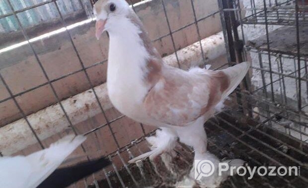 সিরাজি বেবি ১ পিচ