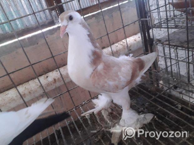 সিরাজি বেবি ১ পিচ