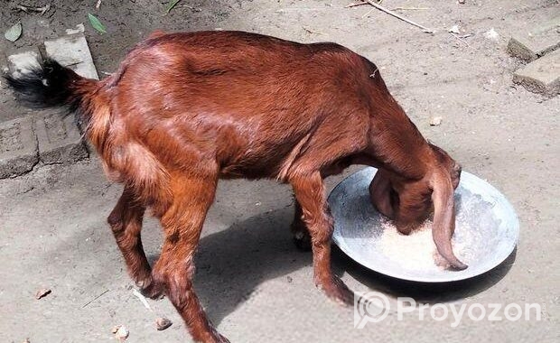তো ক্রস ছাগল