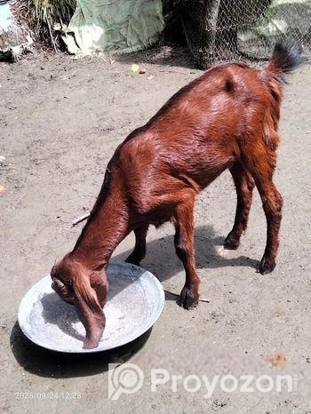 তো ক্রস ছাগল