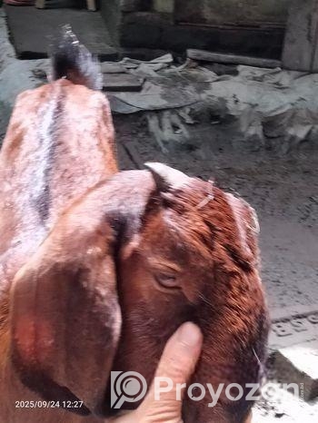 তো ক্রস ছাগল