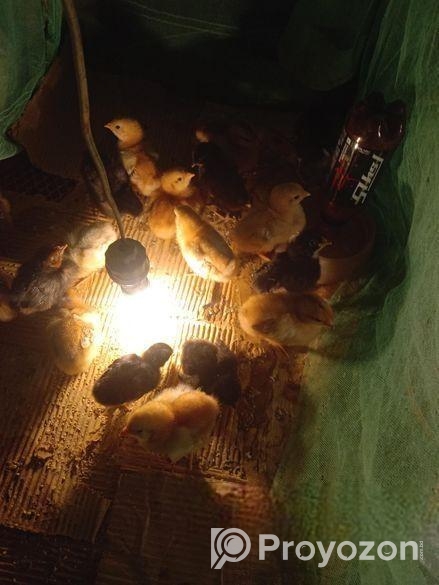 টাইগার মুরগি