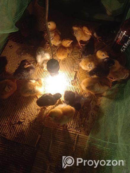 টাইগার মুরগি