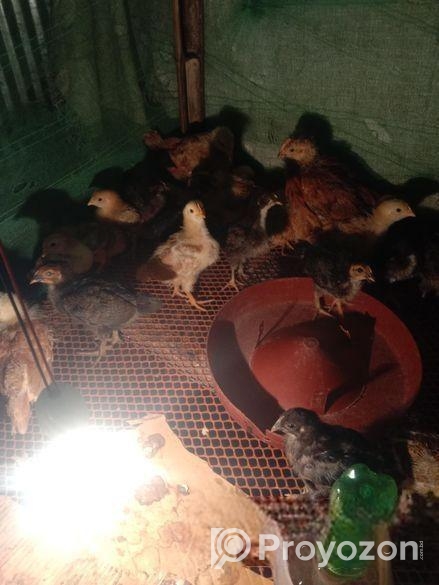 টাইগার মুরগি