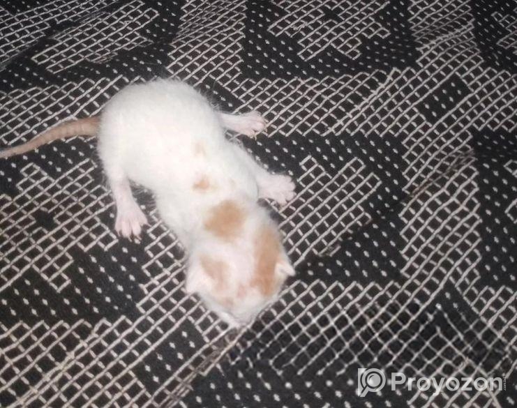 বিড়াল বিক্রি হবে