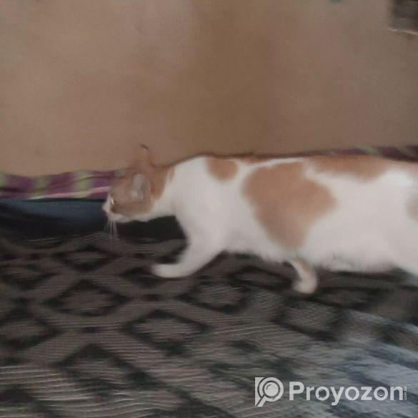 বিড়াল বিক্রি হবে