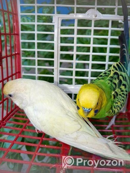 বাজরিগার পাখি