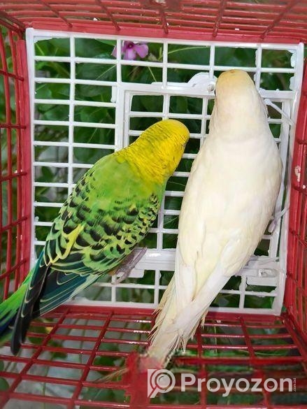 বাজরিগার পাখি