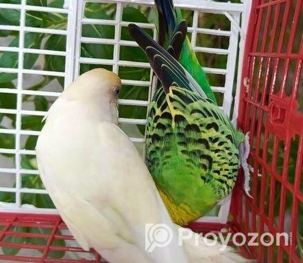 বাজরিগার পাখি